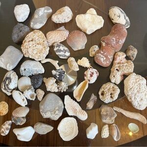 Kids Science Discovery Investigation Assorted Seashell Rocks Collection